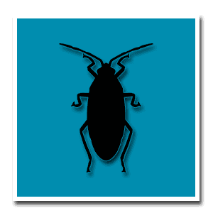 A close-up of a cockroach on a kitchen counter.