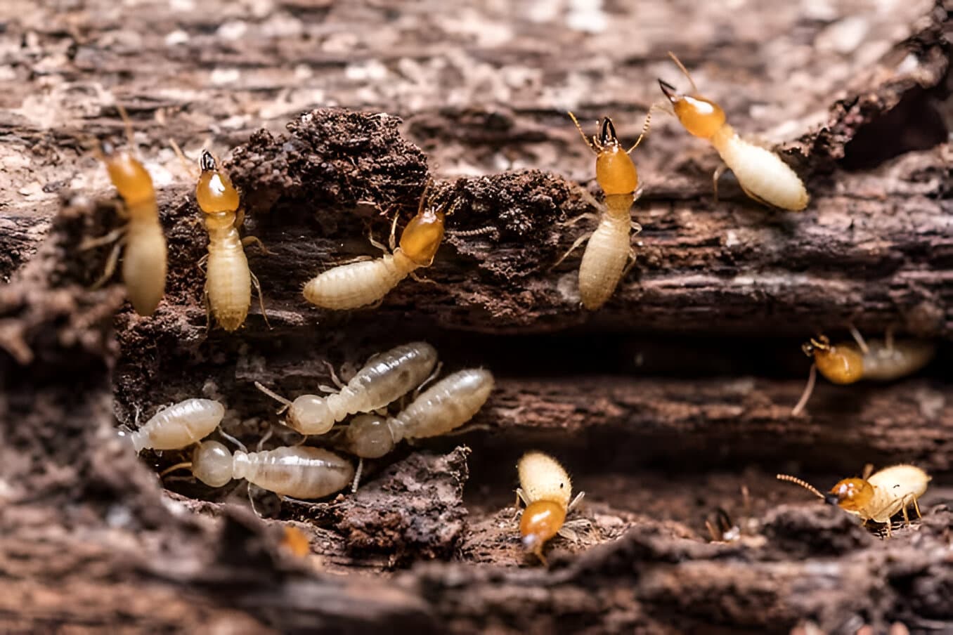 Termite Treatment Service